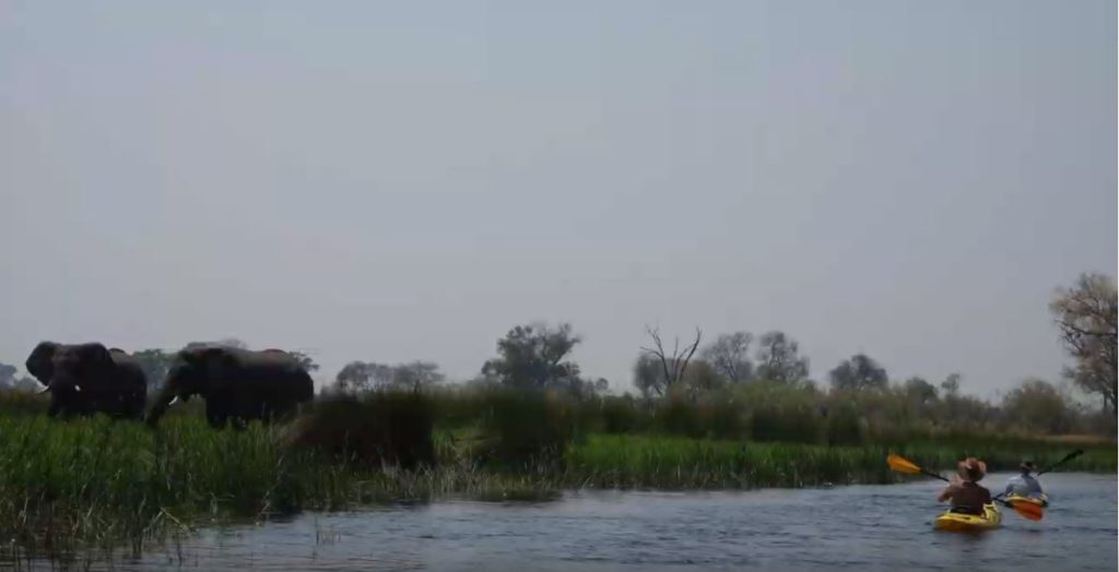 Elephants cooling off at the water's edge.