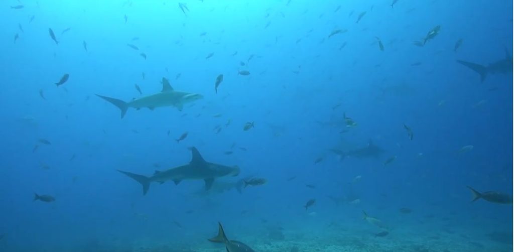Diving amongst Hammerheads in a diver's paradise