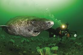 Diving with the Greenland shark.