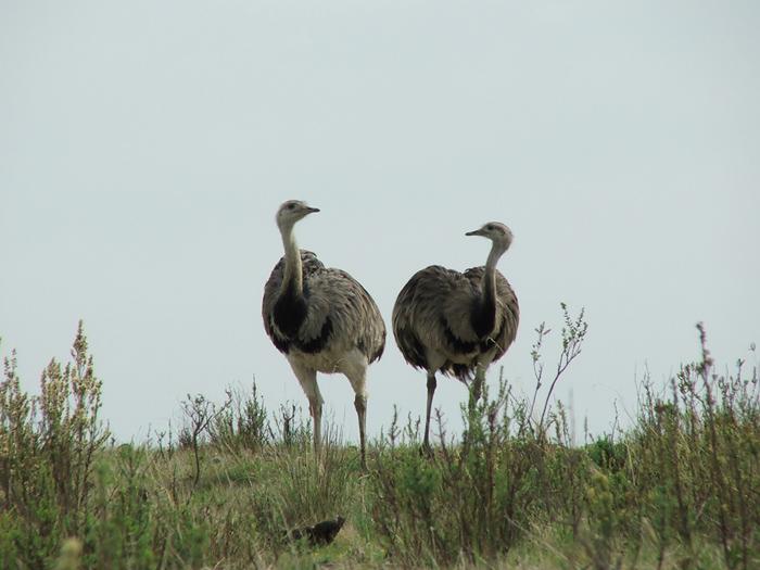 Imposing species like the Greater Rhea can be seen