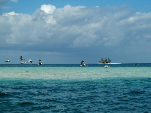 All over Panama there are loads of pelicans