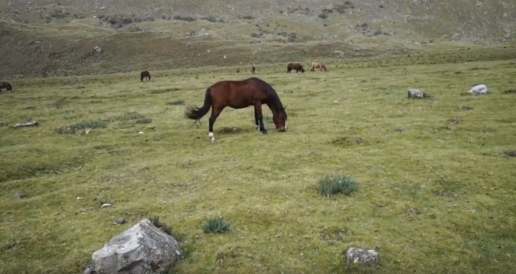 Wild horses roam the plains