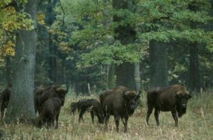 The biggest group of European bison in the world are found in the park