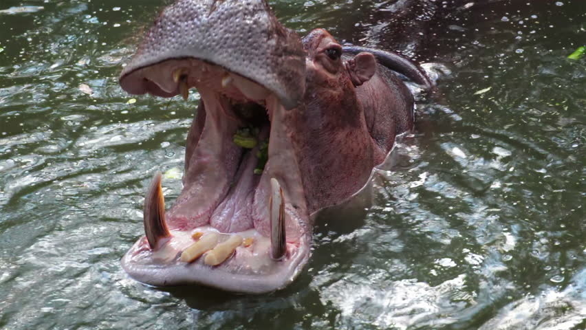 The wide open mouth of a hippo.